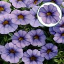 Bild von Calibrachoa P12 Light Blue Vein